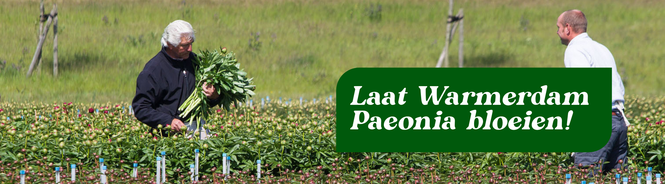Warmerdam Paeonia