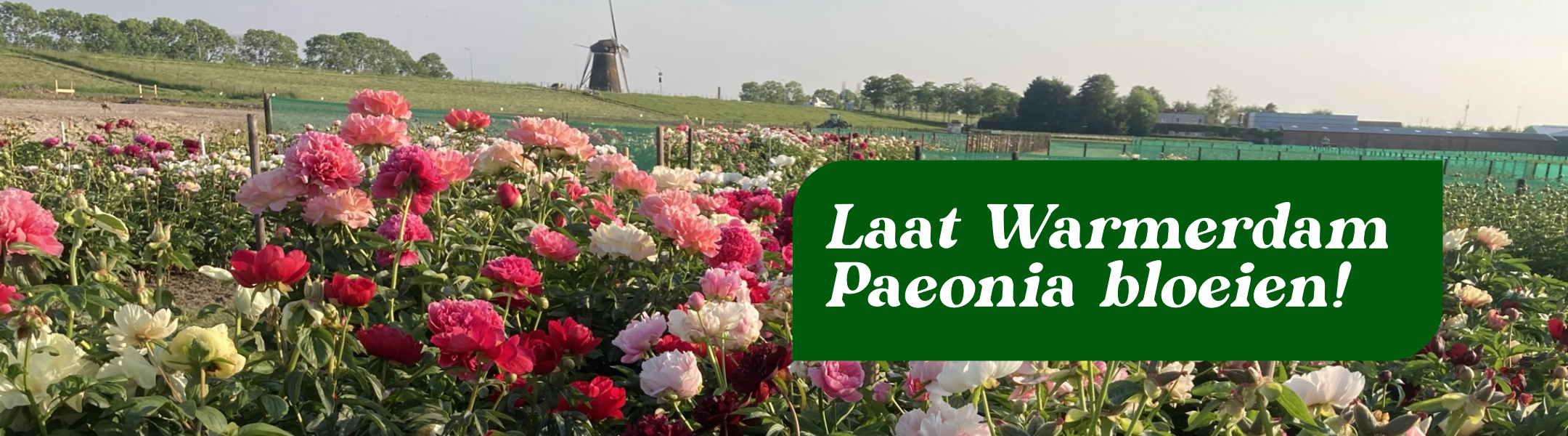 MEEWERKEND VOORMAN KWEEK EN VERZORGING PIOENROZEN | OUDE WETERING 
