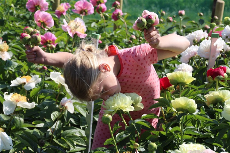 Werken tussen de pioenen bij Warmerdam Paeonia